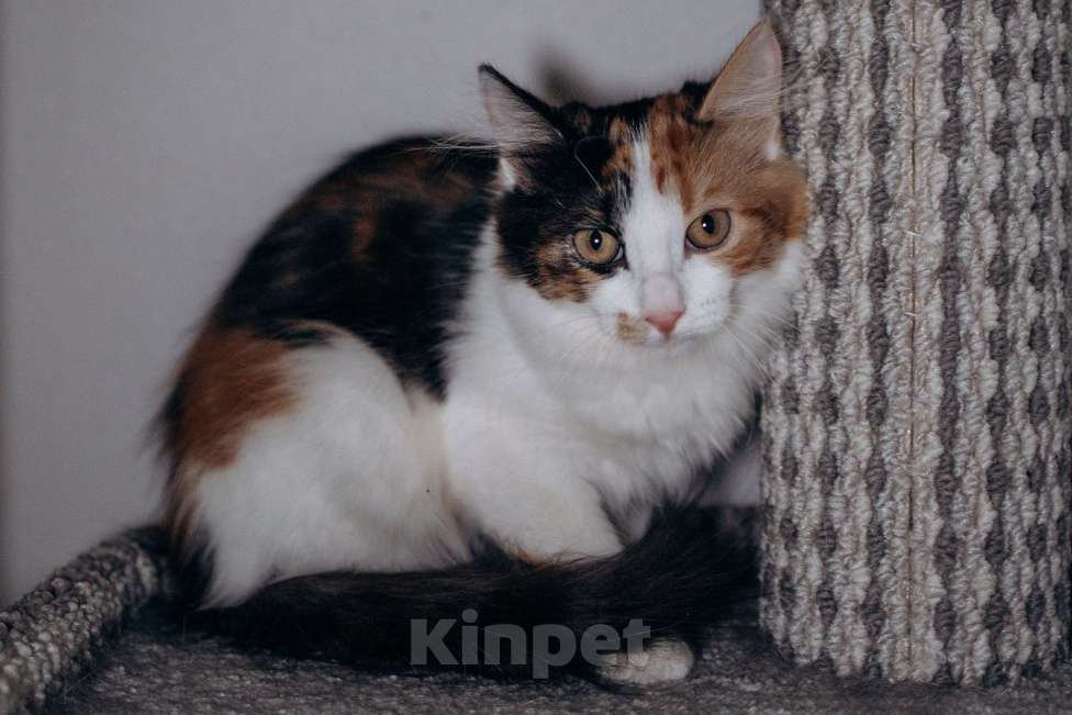 Кошки в Москве: Классная кошечка ищет дом Девочка, Бесплатно - фото 2