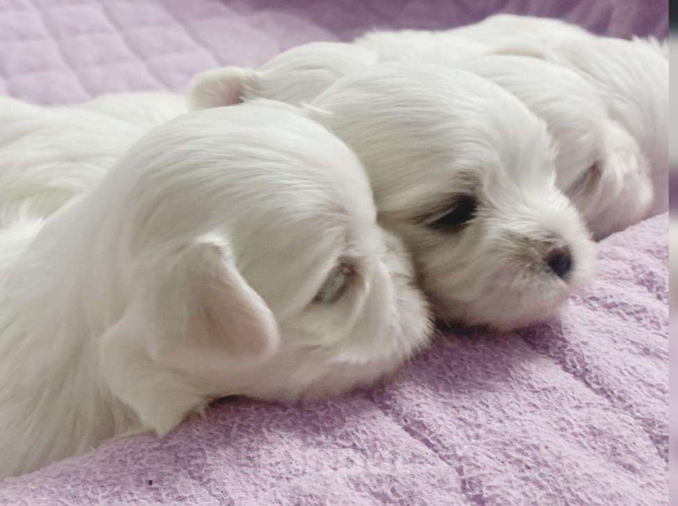 Собаки в Москве: Продажа Мальчик, 75 000 руб. - фото 4