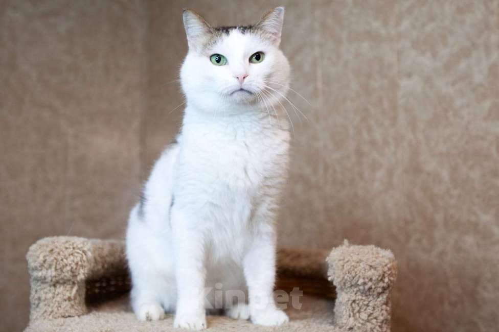 Кошки в Москве: Белан едет на выставку-пристройство WOOF в Москву  Мальчик, Бесплатно - фото 2