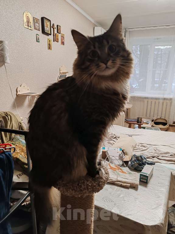 Кошки в Красногорске: Котик в добрые руки Мальчик, 1 000 руб. - фото 2