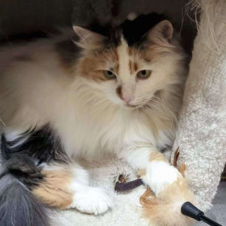 Кошки в Москве: Мусю не выбирают из-за возраста  Девочка, Бесплатно - фото 2