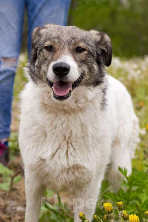 Собаки в Москве: Тутси Девочка, Бесплатно - фото 2