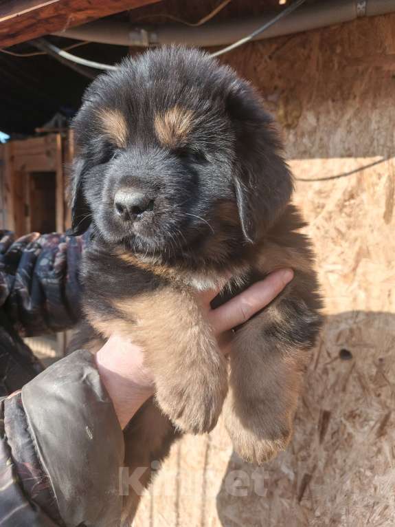 Собаки в Екатеринбурге: Щенки тибетского мастифа Девочка, Бесплатно - фото 3