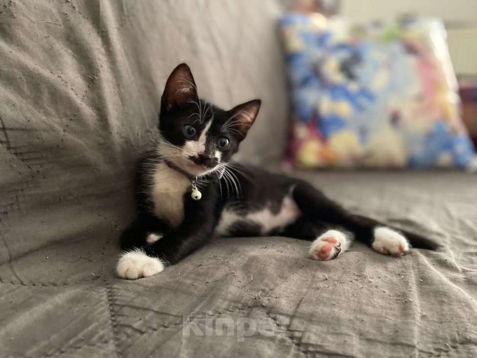 Кошки в Санкт-Петербурге: Черные котята-малыши ищут дом Мальчик, 1 руб. - фото 3