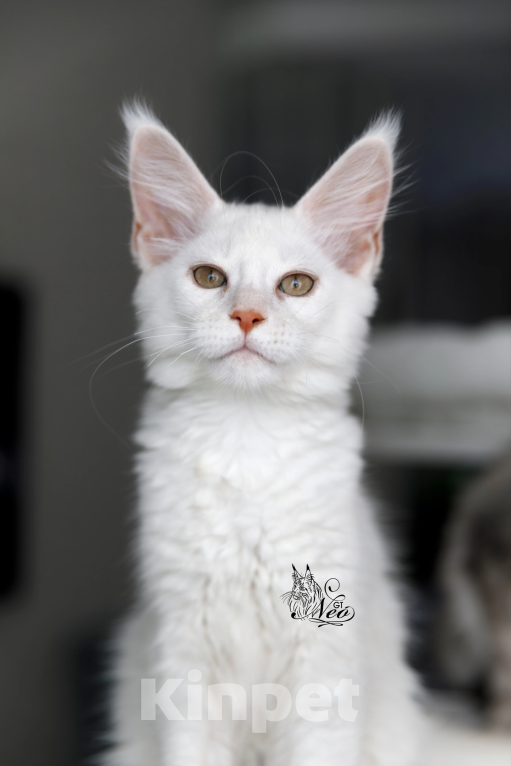 Кошки в Москве: Котята мейнкун на высоком серебре Мальчик, 25 000 руб. - фото 2