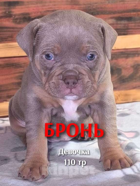 Собаки в Черногорске: Девочка Девочка, 110 000 руб. - фото 1