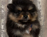 Собаки в других городах Тульской области: Померанский шпиц  Мальчик, 60 000 руб. - фото 3