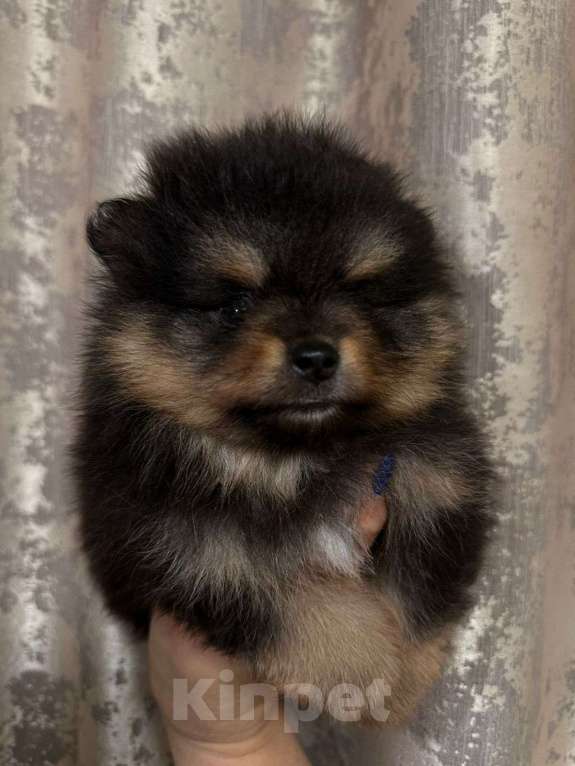 Собаки в других городах Тульской области: Померанский шпиц  Мальчик, 60 000 руб. - фото 3