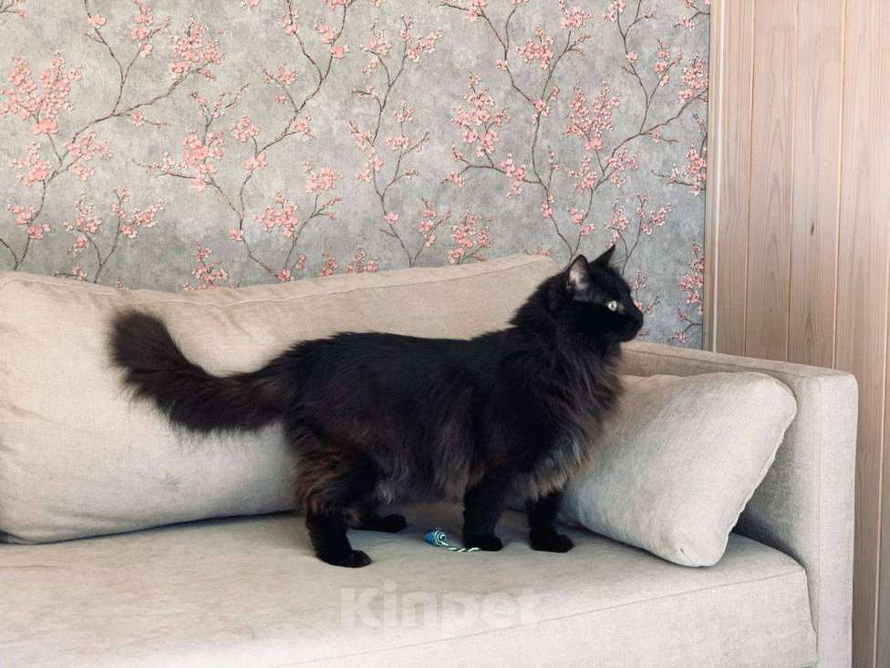 Кошки в Королеве: Бегемотя в добрые руки Мальчик, Бесплатно - фото 2