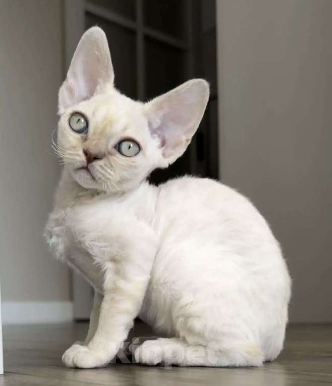 Кошки в Казани: Продаю милейших котят породы Девон Рекс. Девочка, 80 000 руб. - фото 1