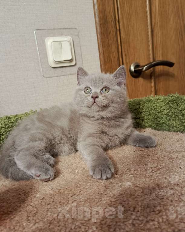 Кошки в Всеволожске: Нежная британская малышка Девочка, 25 000 руб. - фото 1