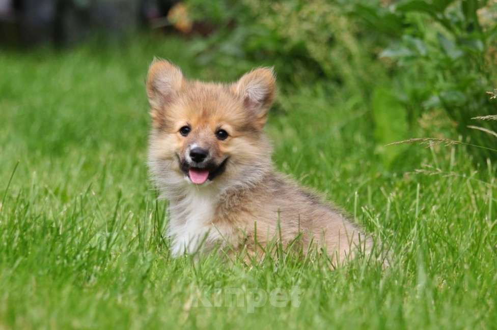 Собаки в Мытищах: Очаровательная флаффи  Девочка, 45 000 руб. - фото 1