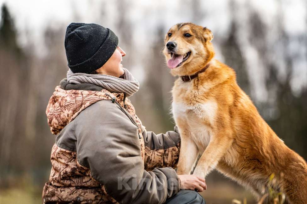 Собаки в Клине: Рико — пёс, созданный для людей Мальчик, Бесплатно - фото 4