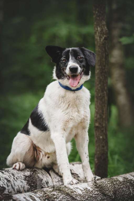 Собаки в Москве: Статный красавец без породы в добрый руки! Мальчик, Бесплатно - фото 8