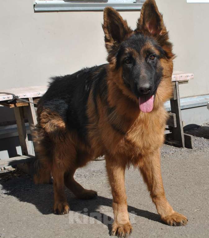 Собаки в Кирове: Продаются немецкие овчарки Разнополые, 40 000 руб. - фото 4