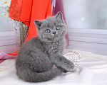 Кошки в Мурином: Британский котик голубого окраса (ген.тиккирован) Мальчик, 35 000 руб. - фото 7