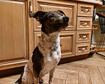 Собаки в Москве: Самая лучшая собака в самые лучшие ручки Девочка, Бесплатно - фото 1