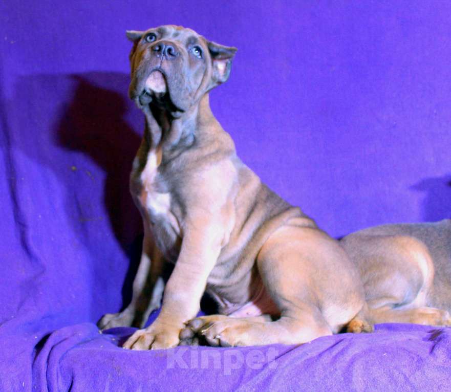 Собаки в Омске: Верные друзья Мальчик, 70 000 руб. - фото 9