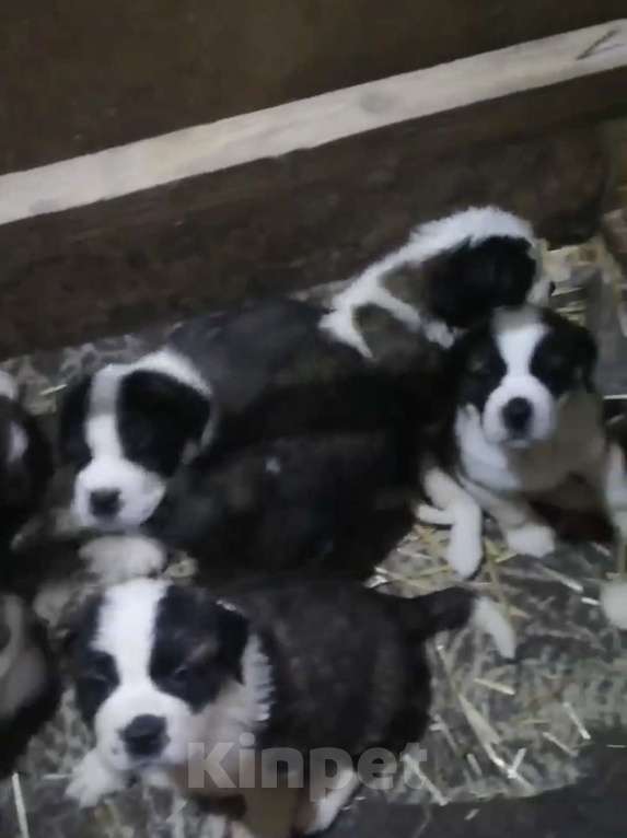 Собаки в Самаре: Бетховен  Мальчик, Бесплатно - фото 1