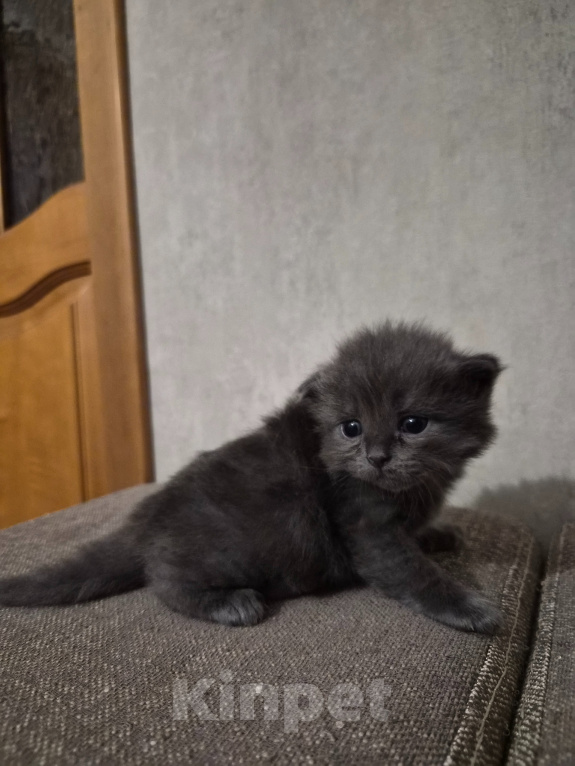 Кошки в Армавире: Продажа котят Девочка, 5 000 руб. - фото 4