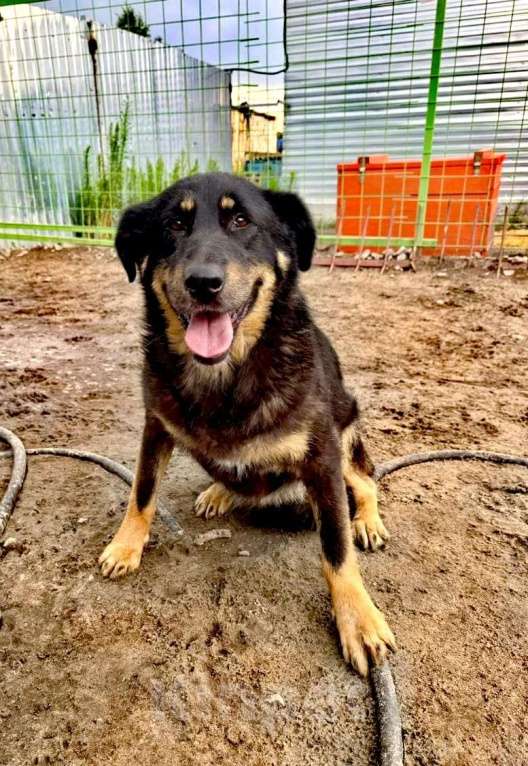 Собаки в Москве: метис лайки ищет срочно дом  Девочка, Бесплатно - фото 4