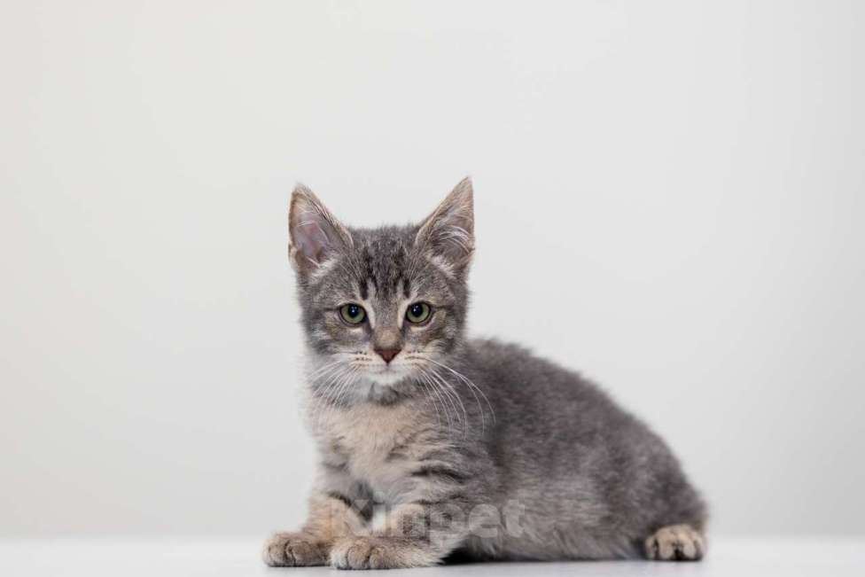 Кошки в Москве: Стич Мальчик, Бесплатно - фото 3