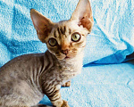 Кошки в Владивостоке: Котята Девон рекс, 50 000 руб. - фото 3