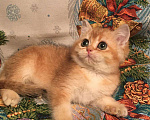 Кошки в Касимове: Британская девочка. Девочка, 50 000 руб. - фото 8