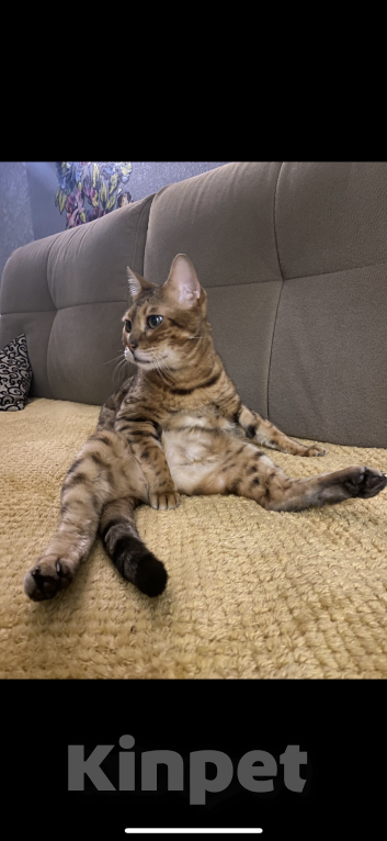 Кошки в Москве: Бенгал в добрые руки  Мальчик, Бесплатно - фото 4