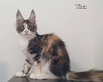 Кошки в Краснодаре: котята Мейн-Кун Девочка, 30 000 руб. - фото 3