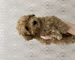 Собаки в Москве: Продаю своего той-пуделя (3 месяца) по личным обстоятельствам Мальчик, 55 000 руб. - фото 1