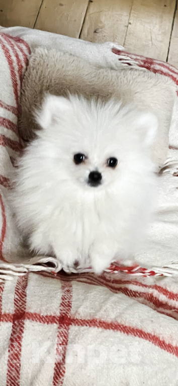 Собаки в Смоленске: Lapochka Девочка, 20 000 руб. - фото 3