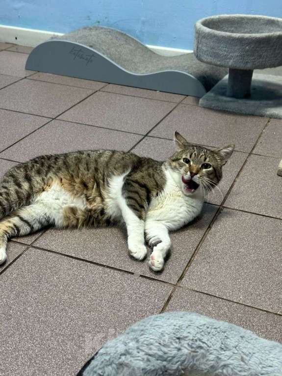 Кошки в Москве: Семен ждёт свою семью Мальчик, Бесплатно - фото 5