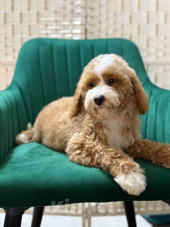 Собаки в Туле: Лабрадудль девочка Девочка, 200 000 руб. - фото 1