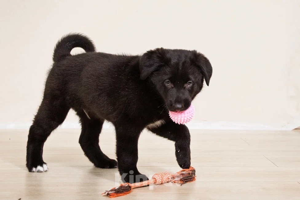 Собаки в Лосином-Петровском: Диего якутенок Мальчик, Бесплатно - фото 2