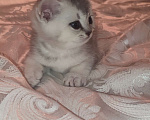 Кошки в других городах Московской области: Серебристая шиншилла скоттиш-страйт мальчик 2 Мальчик, 15 000 руб. - фото 2