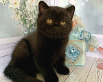 Кошки в Москве: Черный мишка Хьюго Мальчик, 40 000 руб. - фото 1