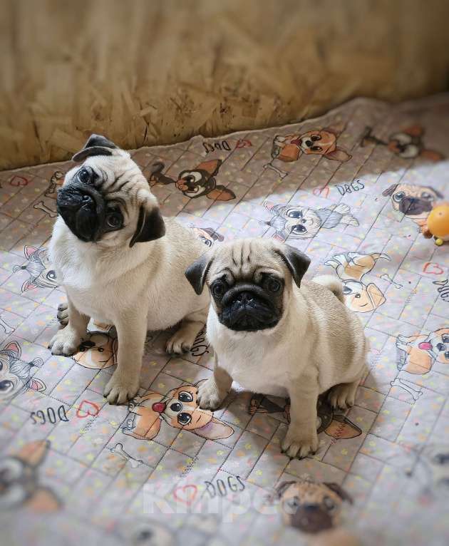 Собаки в Москве: Беж мальчик с док-ми РКФ Мальчик, 50 000 руб. - фото 3