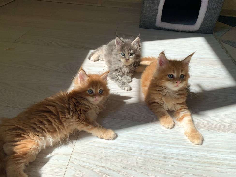 Кошки в Москве: Котёнок Мейн кун от чемпиона  Мальчик, 50 000 руб. - фото 3