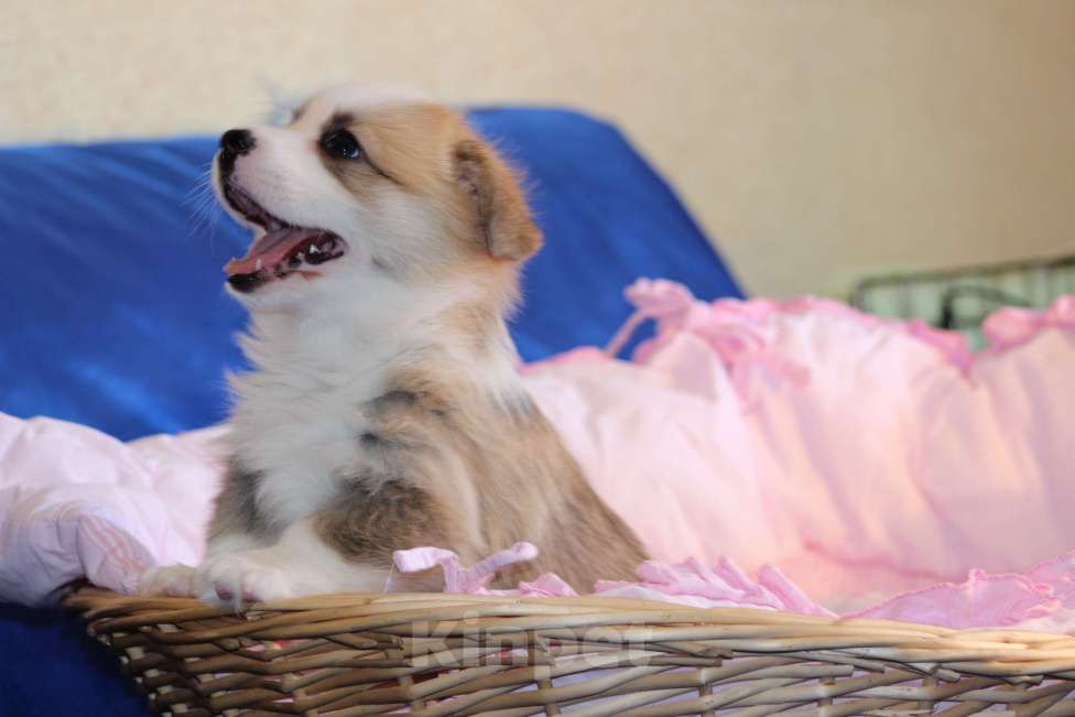 Собаки в Москве: Вельш корги пемброк щенки Мальчик, 50 000 руб. - фото 7