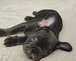 Собаки в Саратове: Французский бульдог Девочка, 35 000 руб. - фото 1