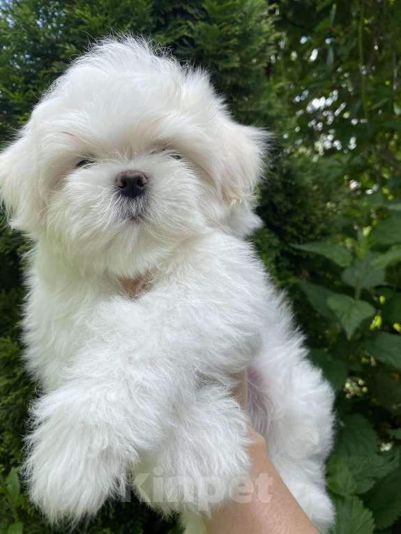 Собаки в Москве: Мальтезе мальчик мини  Мальчик, 100 руб. - фото 2