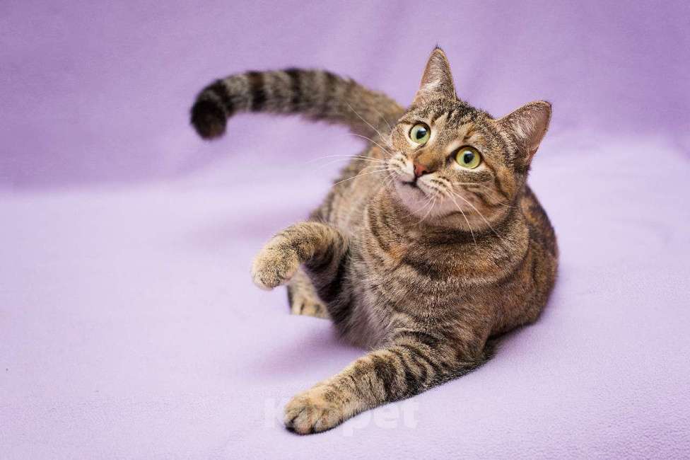 Кошки в Москве: Разноцветная красавица Линда. Кошка в добрые руки. Девочка, Бесплатно - фото 9