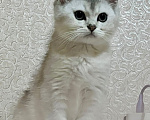 Кошки в Киселевске: Шотландские котята от титулованных родителей Мальчик, 30 000 руб. - фото 5