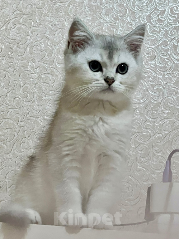Кошки в Киселевске: Шотландские котята от титулованных родителей Мальчик, 30 000 руб. - фото 5