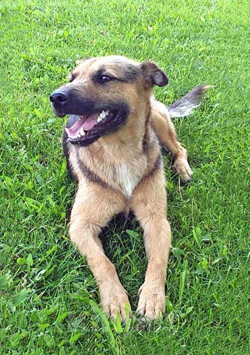 Собаки в Краснодаре: Ищет дом молодой пес Толик, воплощение дружелюбия  Мальчик, 10 руб. - фото 2