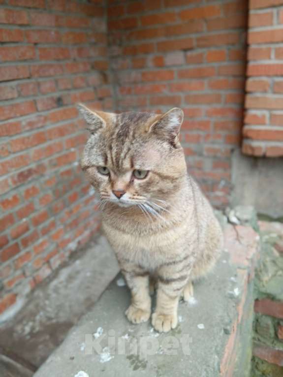 Кошки в Москве: Кот Мар ищет дом Мальчик, Бесплатно - фото 1