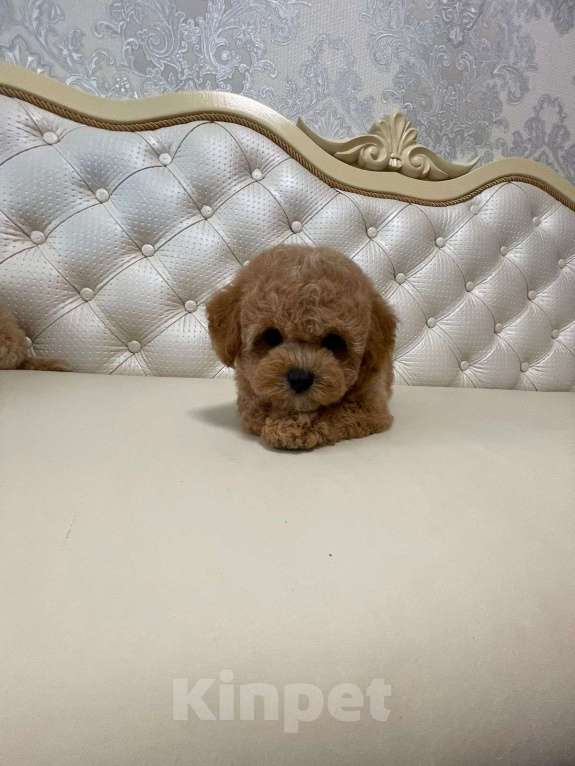 Собаки в Москве: Щенки Бишпу Девочка, 200 000 руб. - фото 4