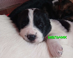 Собаки в Владимире: Щенки Алабая Мальчик, 16 000 руб. - фото 3