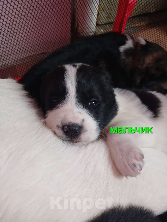 Собаки в Владимире: Щенки Алабая Мальчик, 16 000 руб. - фото 3